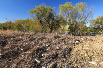 台風で流れ着いた漂着物の堆積した江戸川岸辺風景