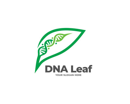 green leaf logo vector, nature logo design