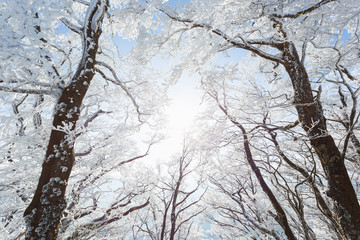 朝日を浴びる霧氷