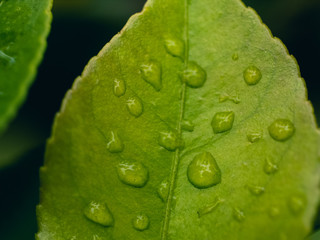 water drops on green leaf