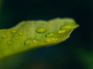 water drops on green leaf