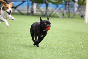 Fun puppies in a private playground	