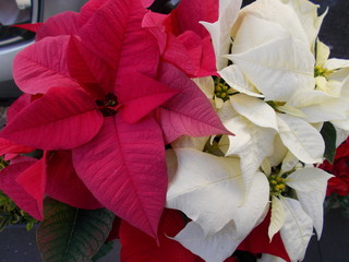 Gwiazda Betlejemska, Poinsecja © Jola i Darek 