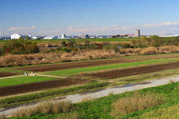 Fototapeta na wymiar 土手の上から見る種まきの済んだポピー畑のある冬の江戸川河川敷風景