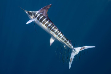 Striped Marlin マカジキ Mexico バハカリフォルニア半島