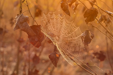 eine Spinnwebe mit tau im Herbst