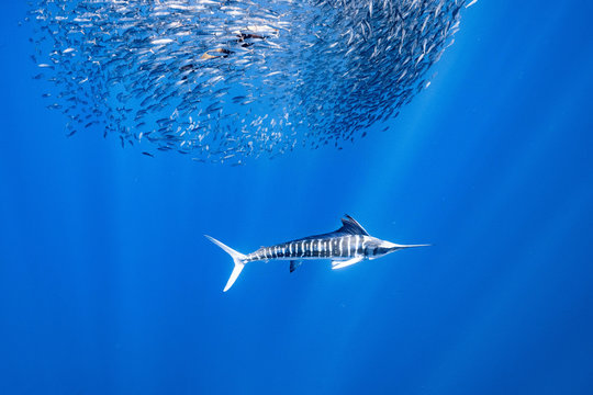 「マカジキ」の画像 - 468 件の Stock 写真、ベクターおよびビデオ | Adobe Stock
