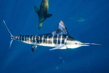 Striped Marlin マカジキ Mexico バハカリフォルニア半島