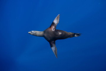アシカ マカジキ Mexico バハカリフォルニア半島