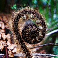A new fern frond called a koru just starting to unfurl into a new leaf, New Zealand.