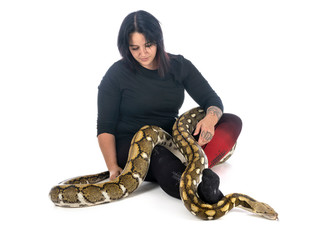 Obraz premium Reticulated python in studio