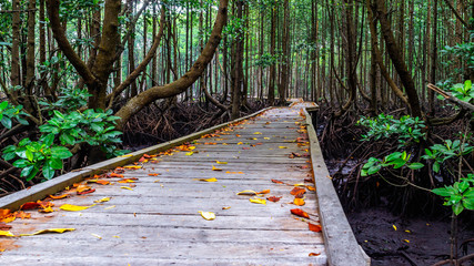 Boardwalk /wooden pathway surrounded with mangrove plants at Kutai National Park, Indonesia