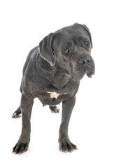 cane corso in studio
