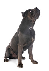 cane corso in studio