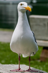 San Francisco / USA - April 2005: Gull on picnic table in the park