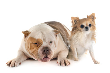 Obraz premium american bully and chihuahua