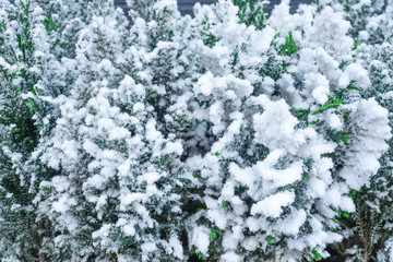 Snow-covered branches of spruce close-up. Christmas tree in white snow. Artificial snow on a tree close 