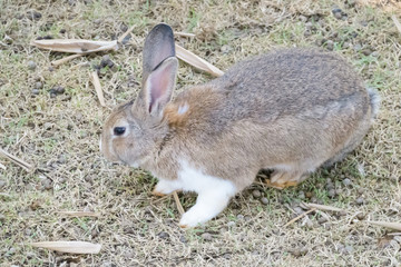 little bunny small young cute rabbit wildlife animals living at backyard garden with beautiful natural light freedom fresh air