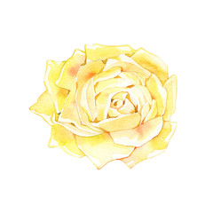 Yellow rose flower hand drawn in watercolor isolated on a white background. Ideal for creating floral arrangements for invitations, cards and patterns.