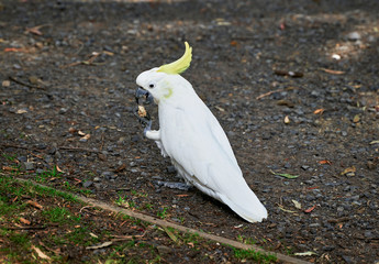 White cockatoo