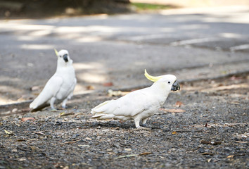 Fototapeta premium White cockatoo