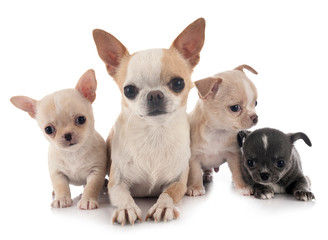 chihuahuas in studio