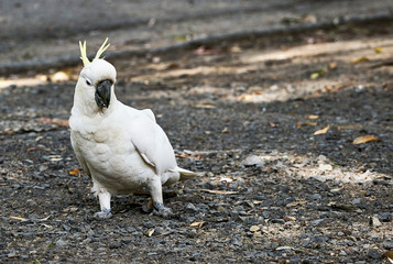 White cockatoo