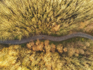 Aerial drone top view on a forest park with a small walking path. Autumn fall colors of the trees, Person walking out dog.
