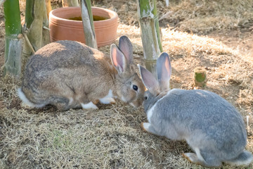 little bunny small young cute rabbit wildlife animals living at backyard garden with beautiful natural light freedom fresh air