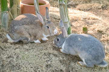 little bunny small young cute rabbit wildlife animals living at backyard garden with beautiful natural light freedom fresh air