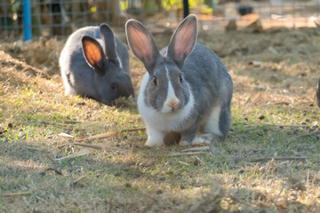 little bunny small young cute rabbit wildlife animals living at backyard garden with beautiful natural light freedom fresh air