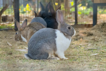little bunny small young cute rabbit wildlife animals living at backyard garden with beautiful natural light freedom fresh air