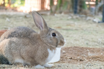 little bunny small young cute rabbit wildlife animals living at backyard garden with beautiful natural light freedom fresh air