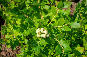 Blueberry bush variety Blucrop. Unripe cluster of berries, top view