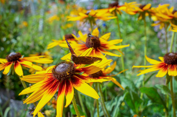 Butterfly Admiral (Vanessa Atalanta) sits on a flower Rudbeckia