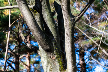 樹木のクローズアップ