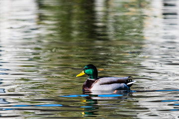 都市公園で冬を越すマガモ
