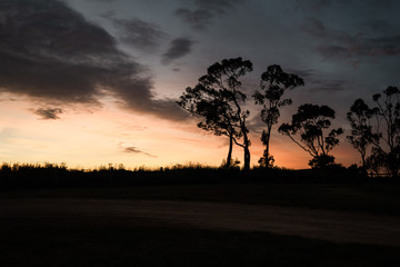 Fototapeta na wymiar Tree Silhouette at Sunrise