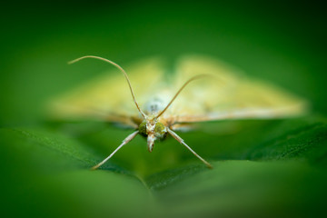 insect on leaf