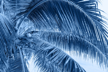 Coconut palm trees. Color of the year 2020 Classic Blue