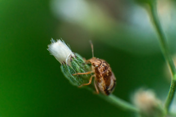insect climbing a flower