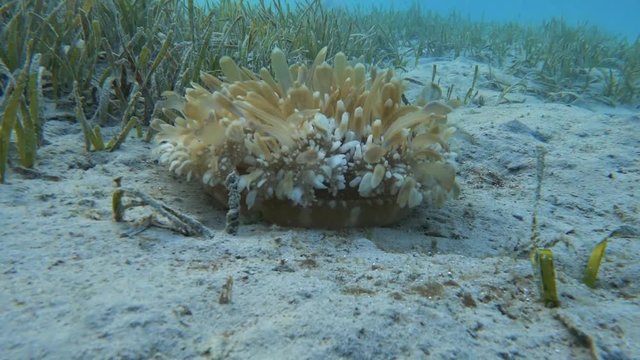 Cassiopea andromeda (Upside-down jellyfish) lies at the bottom of the sea.