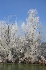 Baum am See mit Reif bedeckt