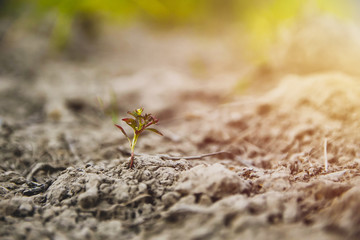 young green plants growing in nature with sunlight in the morning.Success concept