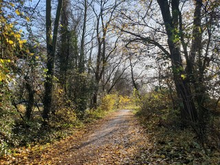 Sunshine between the trees of the Park Hitland forest at Nieuwerkerk aan den IJssel in the Netherlands