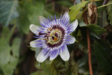 Yellow purple flower head of the passion flower or passiflora in Nieuwerkerk aan den IJssel in the Netherlands