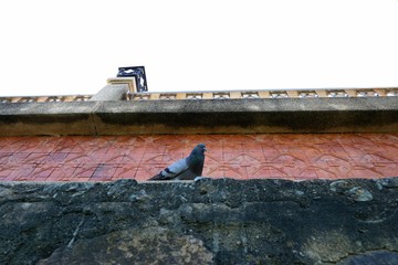 Looking up of pigeon on the wall as a background, Space for text in template