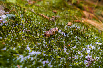 Fir cone lying in the forest floor with snow, leaves, branches, moss and grass.