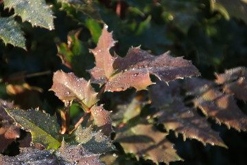 brown rose leaves frozen by night frost in a garden in Nieuwerkerk aan den IJssel in the Netherlands