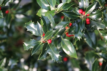 Holly with red berries in a garden in Nieuwerkerk aan den IJssel in the Netherlands